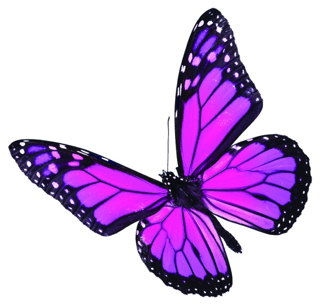 butterfly pink copy