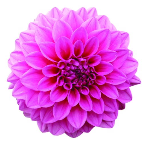 cvijet pink copy